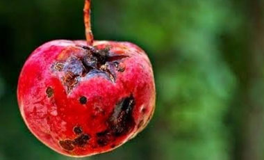 Comendo fruta podre pelo “não julgar”